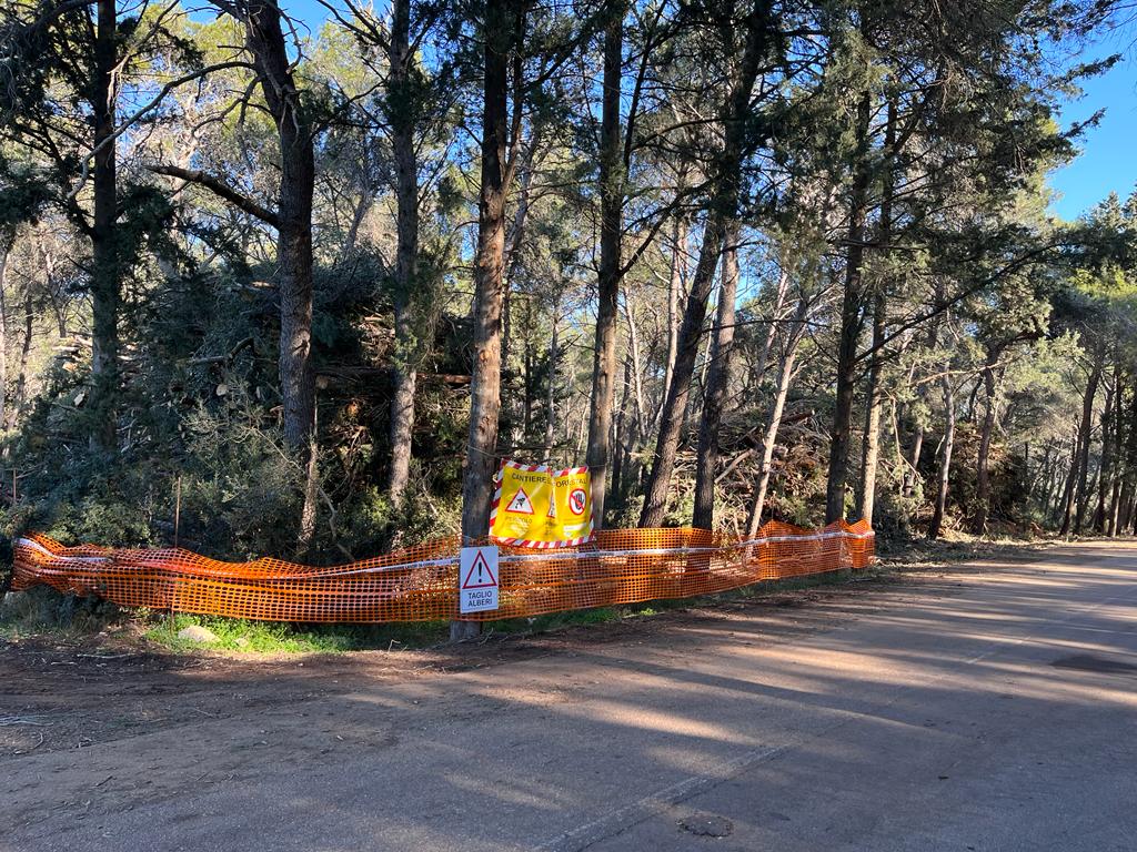 Area forestale riqualificata